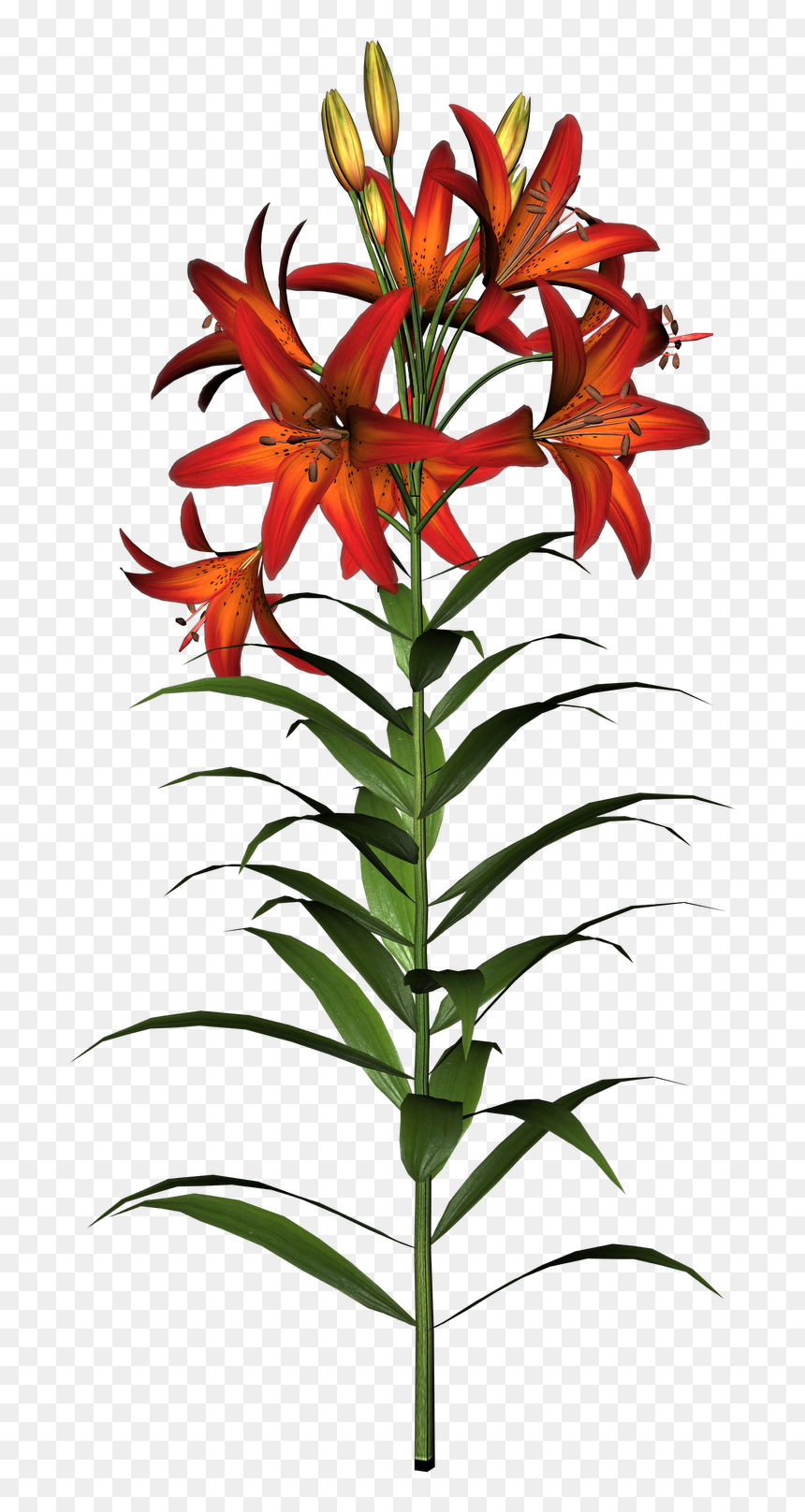 Easter Lily Clipart - Flower Clip Art, HD Png Download - flower stem png