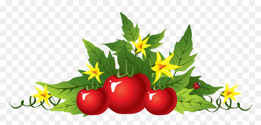 Transparent Tomato Plant Png - Tomato Png, Png Download - tomato plant png