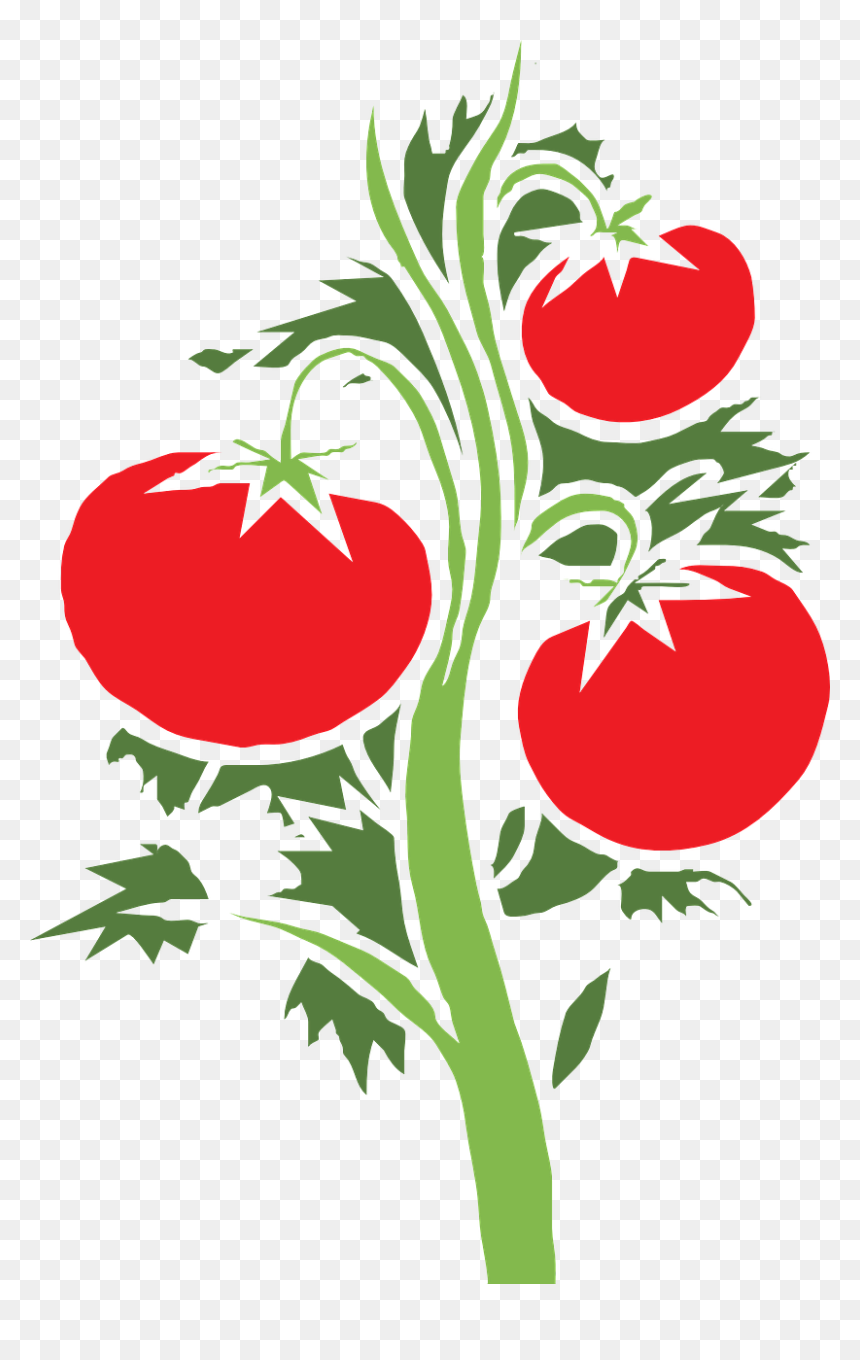 Plant Tomato Huge Fruits - Tomato Plant Clipart, HD Png Download - tomato plant png