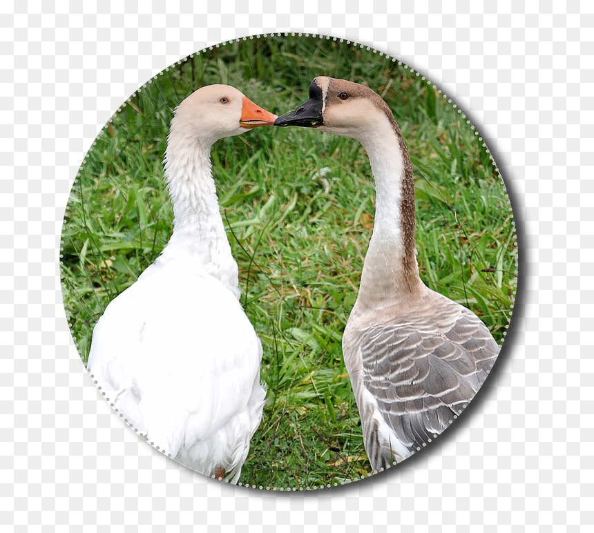 Geese, Png, Animals, Poultry, Isolated, Nature, Bird - Goose, Transparent Png - goose png
