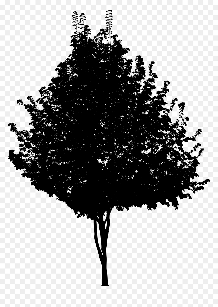 Black Tree Png - Tree Black Png, Transparent Png - trees silhouette png