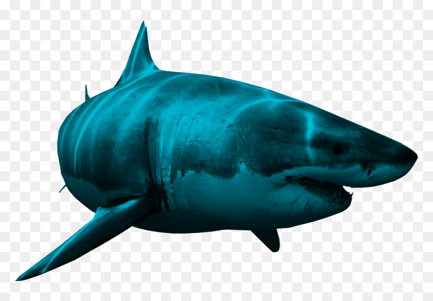 Sharks Png, Transparent Png - great white shark png