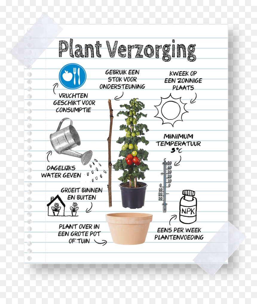 Keep Farmzy Tomato Plants - Flowerpot, HD Png Download - tomato plant png