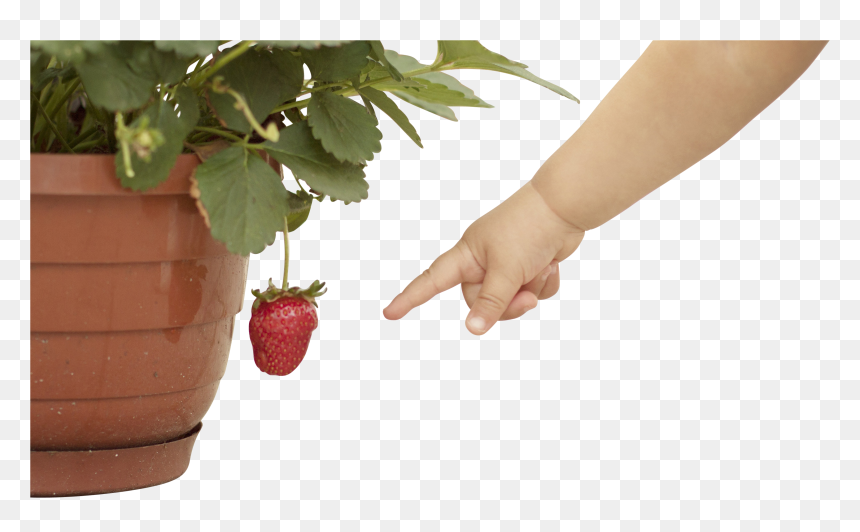 Baby Hand Png, Transparent Png - baby hand png