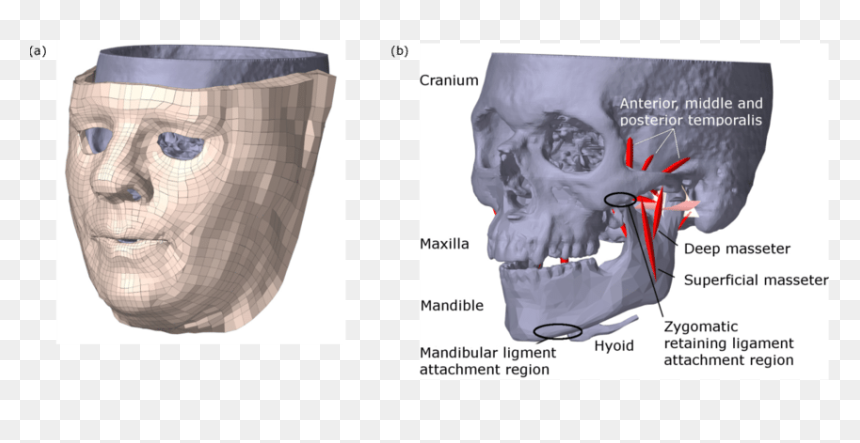 Computed Tomography, HD Png Download - model face png