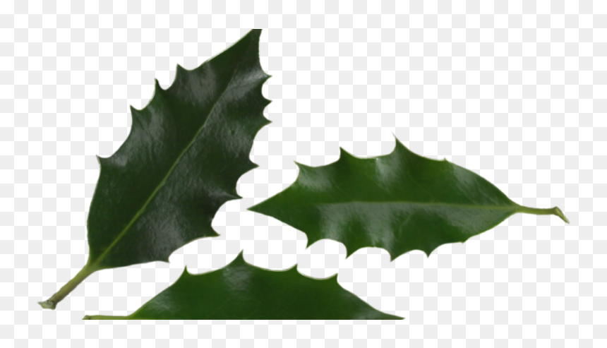 Macro Photography, HD Png Download - holly berry png