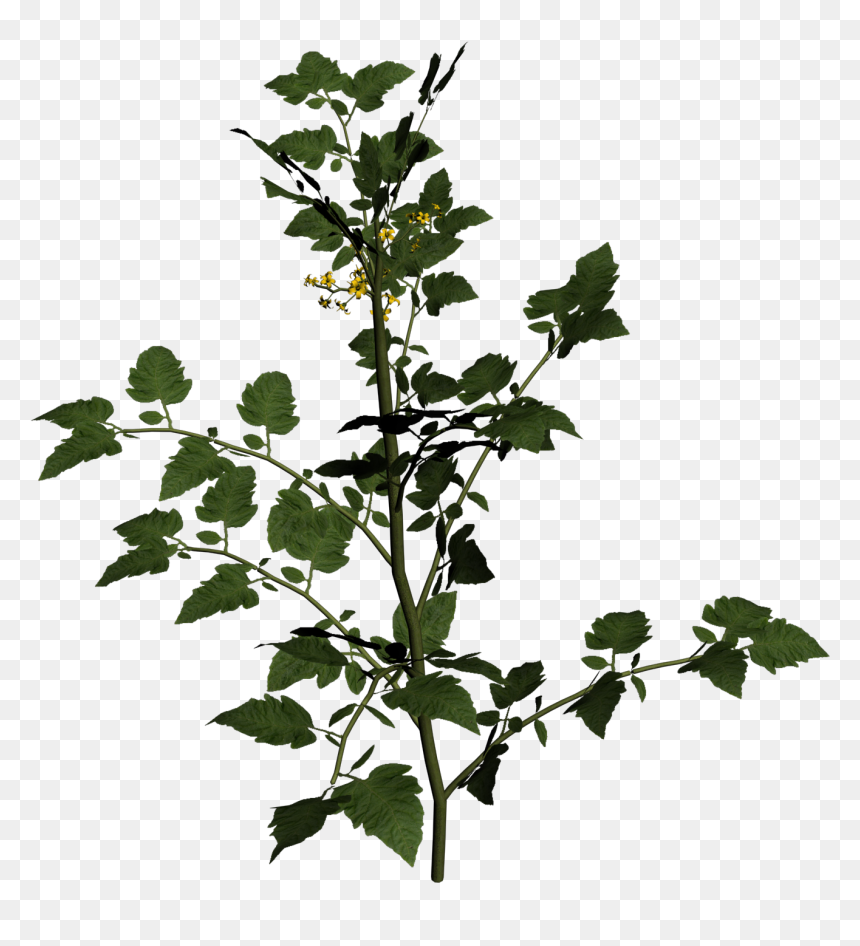 Solanum Lycopersicum Cherry Tomato Two Clipart Picture - Solanum Lycopersicum Plant Png, Transparent Png - tomato plant png