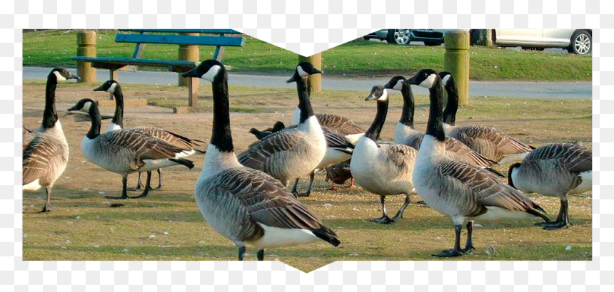 A Gaggle Of Geese - Canada Goose, HD Png Download - goose png