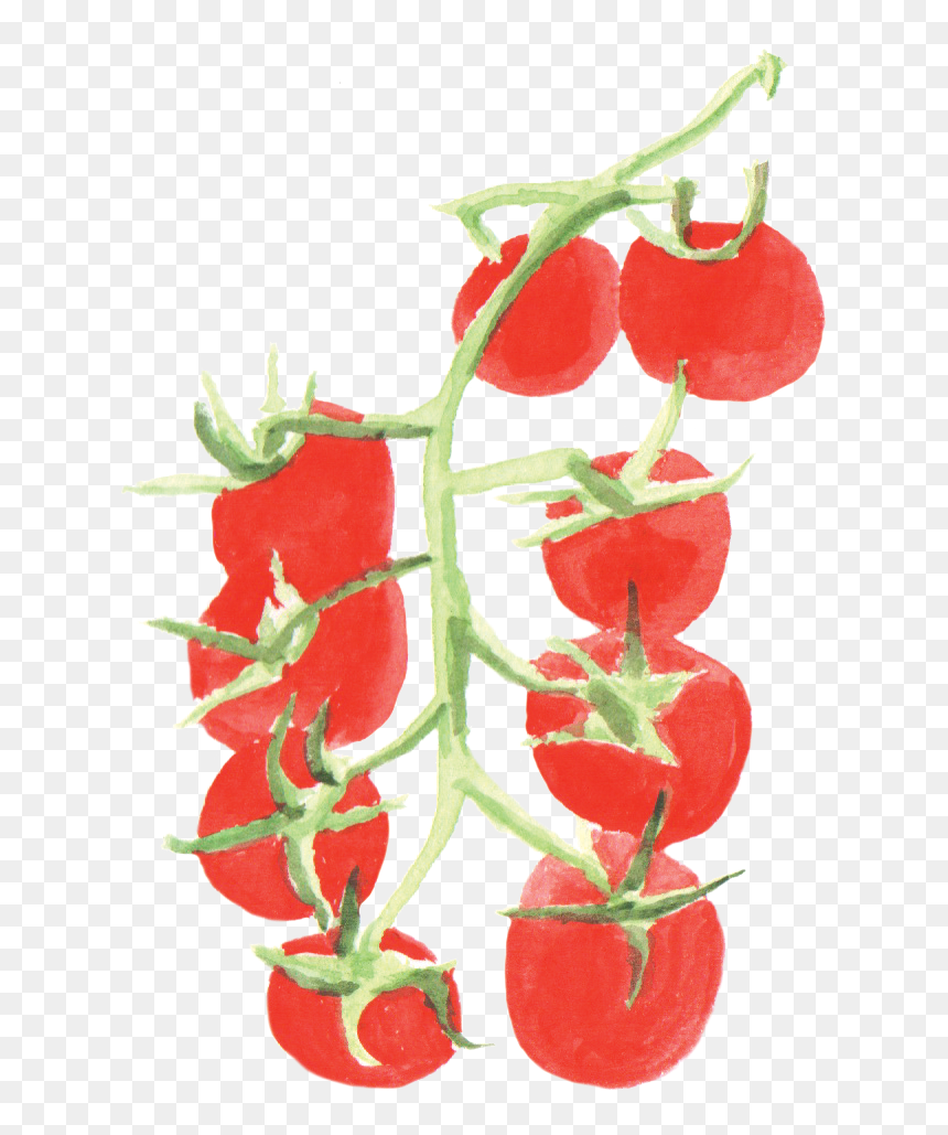 File - 小番茄cherrytomato - Plants Of Tomato Watercolor Png, Transparent Png - tomato plant png