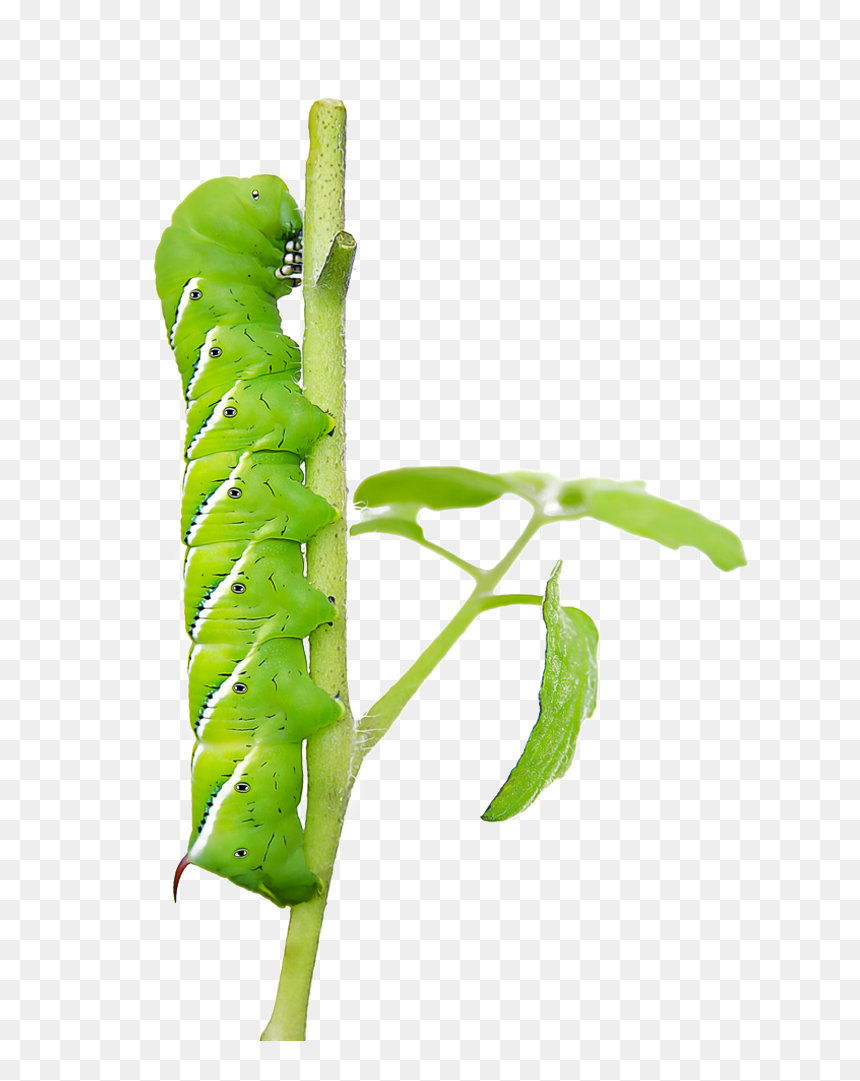 Caterpillar To Butterfly, HD Png Download - tomato plant png
