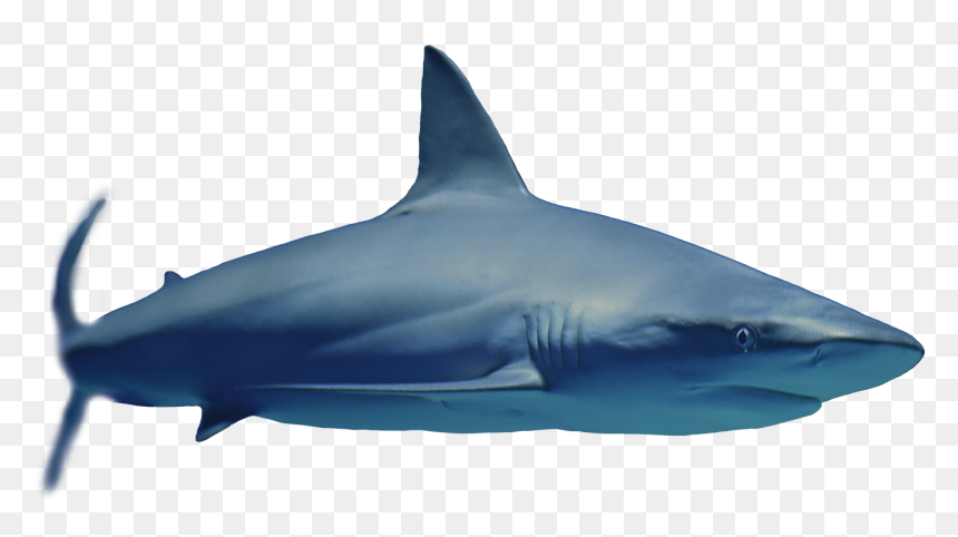 Great White Shark , Png Download - Great White Shark, Transparent Png - great white shark png