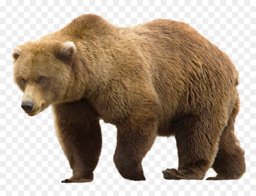 Bear Png Image - Brown Bear Png, Transparent Png - black bear png