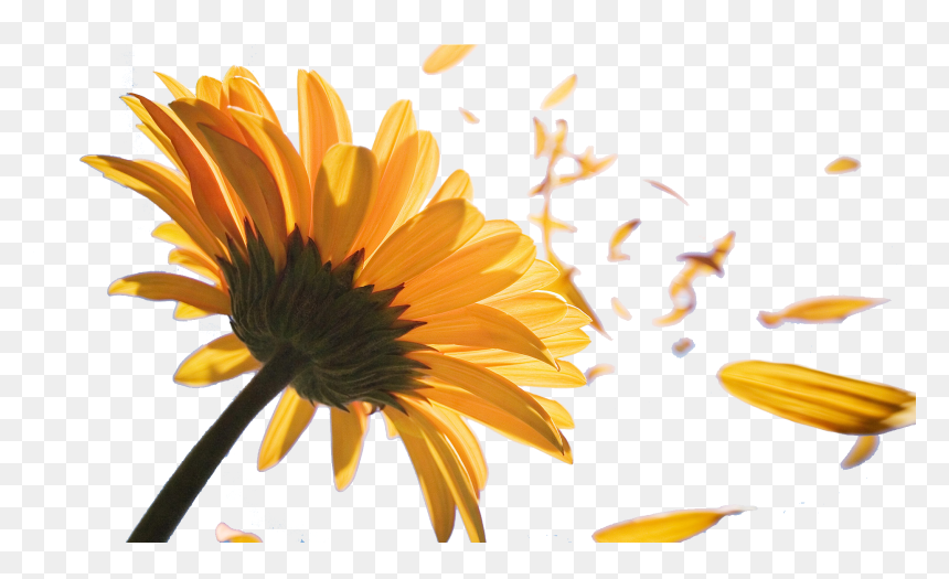 Sunflower Petals Png Png Black And White Library - Sunflower Black And White Png, Transparent Png - petals png