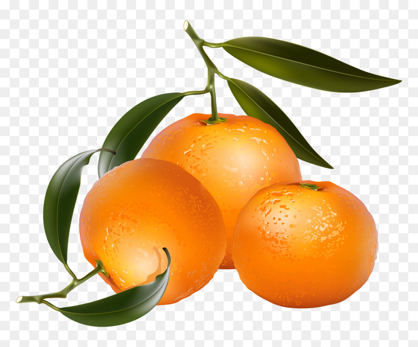 Clip Art Of Citrus Fruit - Free Clip Art Citrus, HD Png Download - oranges png