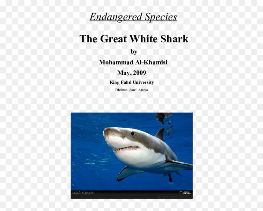 Great White Shark, HD Png Download - great white shark png