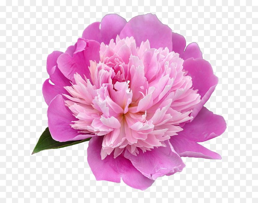 Peony Png Transparent Picture - Peony Png, Png Download - peony png