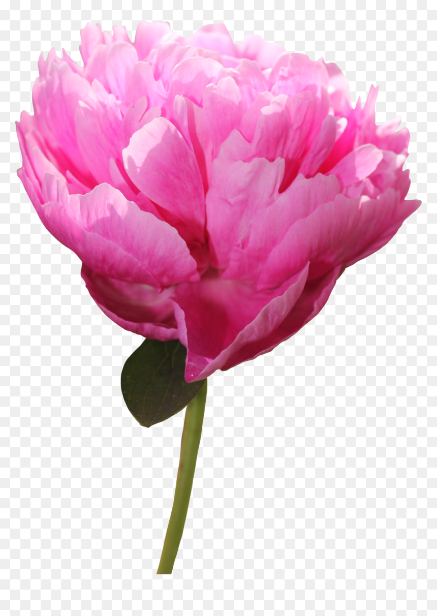 Download Peony Png Picture For Designing Purpose - Peony, Transparent Png - peony png