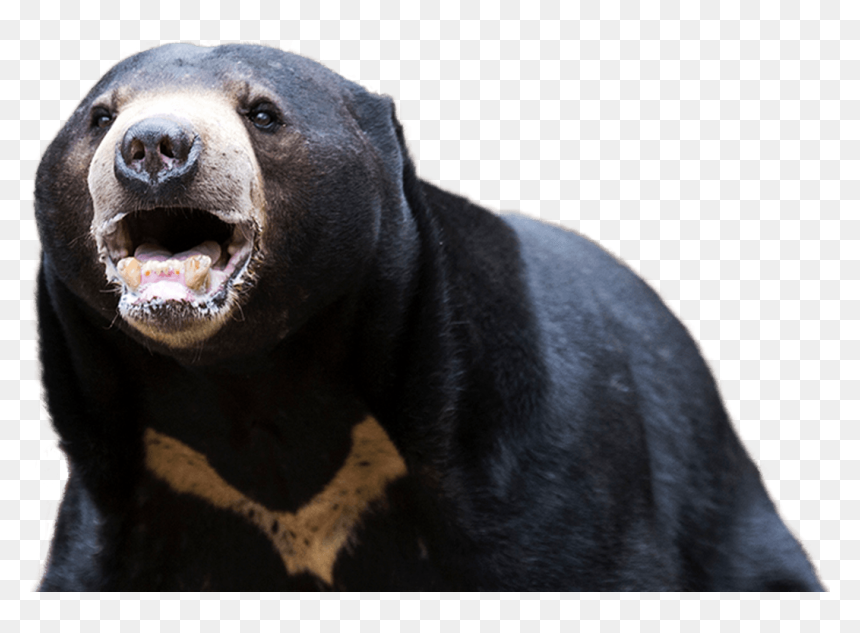American Black Bear Png Transparent Background - Black Bear Transparent Background, Png Download - black bear png