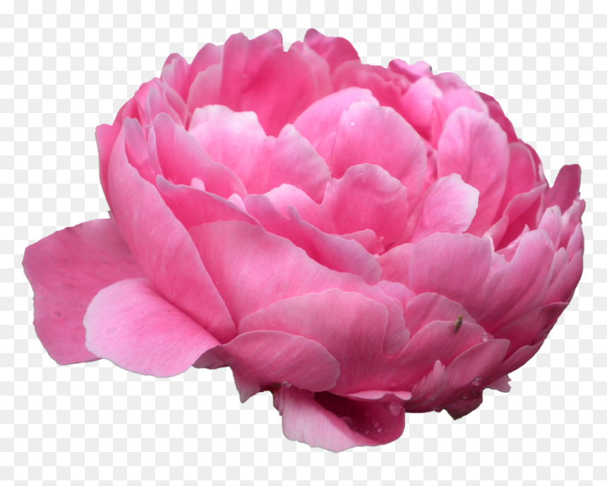 Peonies Png Photo - Png Peony Flower, Transparent Png - peony png
