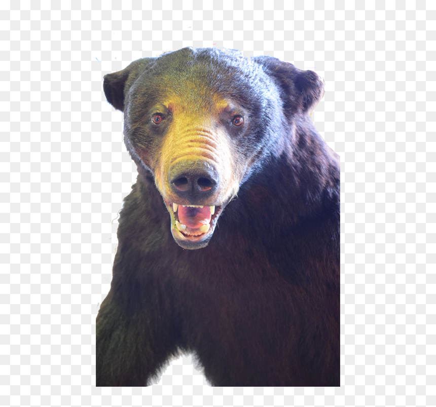 Black Bear Full Mount Bb01 - Sun Bear, HD Png Download - black bear png