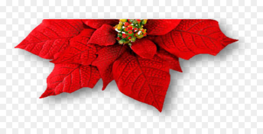 Poinsettia Leaf Png - Red Poinsettias Png, Transparent Png - poinsettia png