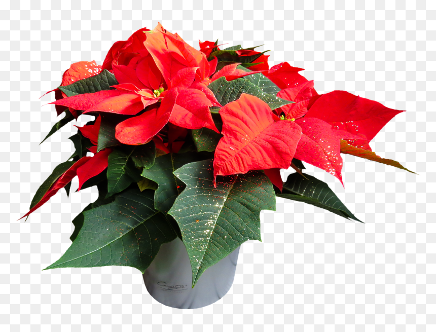 Poinsettias Transparent Background, HD Png Download - poinsettia png