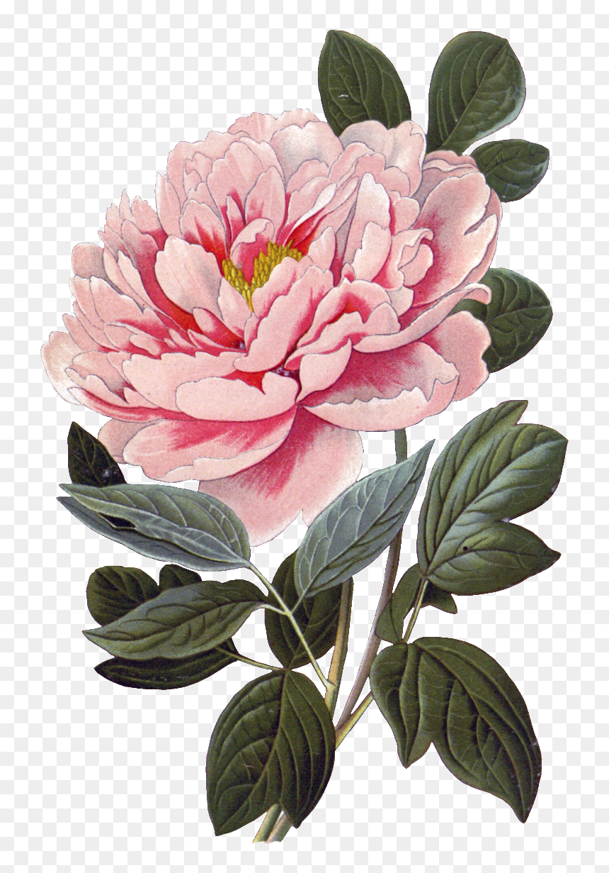 Pink Peony Flower Physical Element Design - Vintage Botanical Prints Peony, HD Png Download - peony png