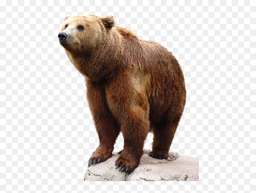 Transparent Brown Bear Png, Png Download - black bear png