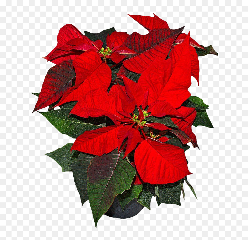 Poinsettia Png Picture - Flower Mexico National Symbols, Transparent Png - poinsettia png