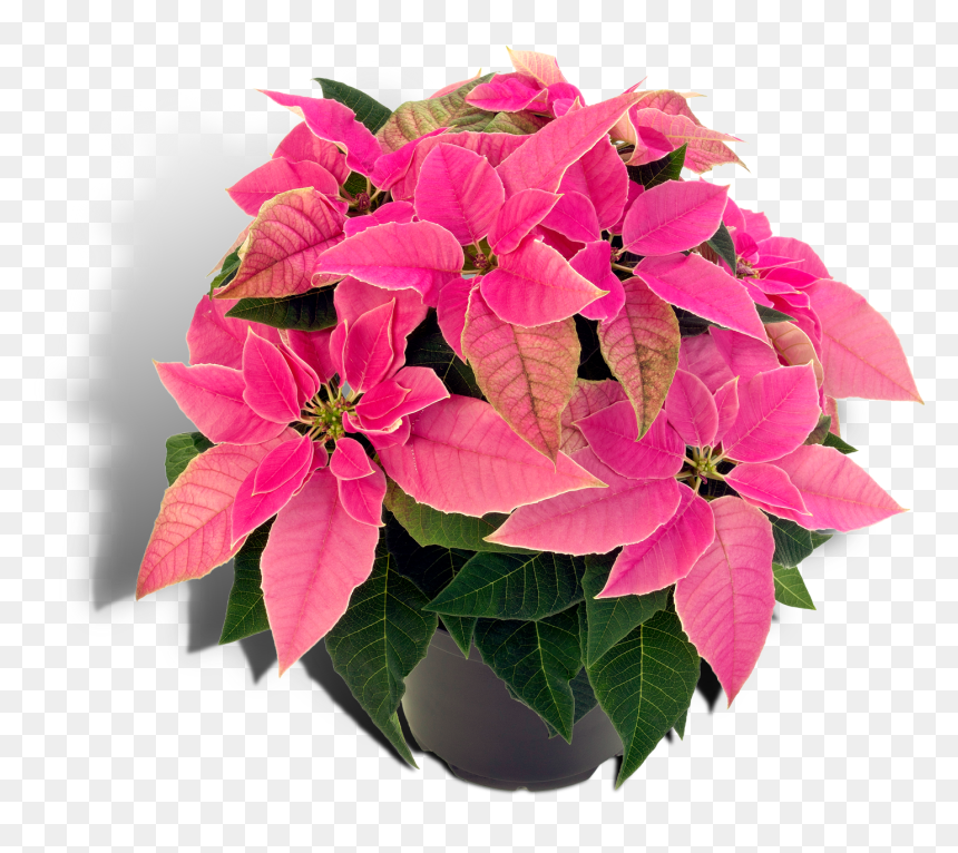 Poinsettia Christmas Plants Houseplant Spurges - Pink Poinsettia Png Transparent, Png Download - poinsettia png