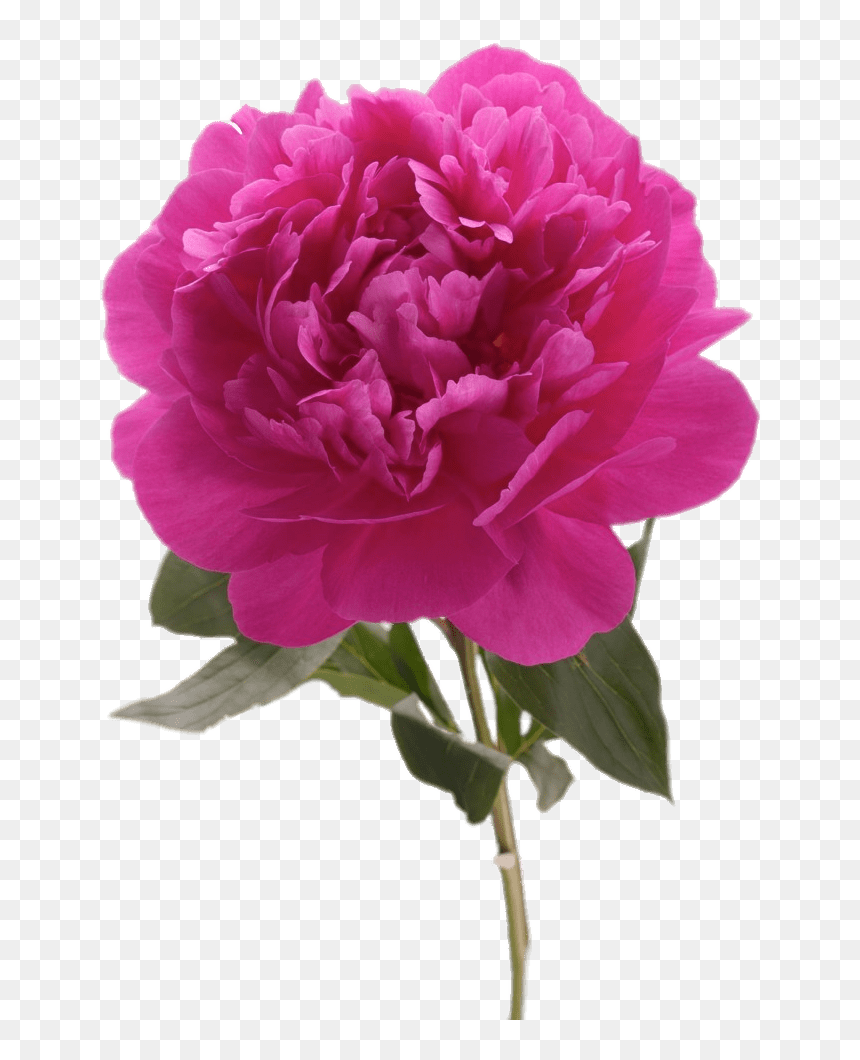 Peonies Clipart Transparent Background - Fuchsia Peony, HD Png Download - peony png