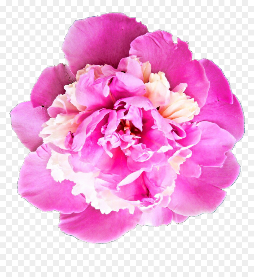 Peony Transparent Png - Bhavpurna Shraddhanjali Flower Png, Png Download - peony png