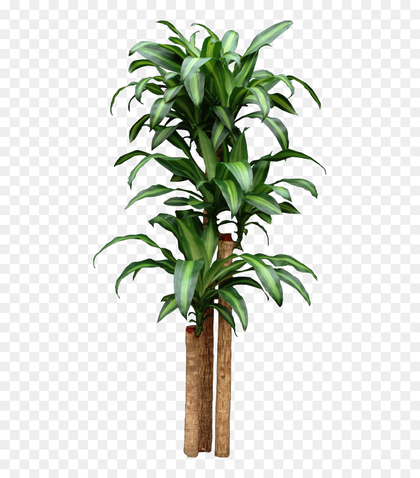 Corn Dracaena Getting Too Tall Start New Plants By - Big Do Corn Plants Get, HD Png Download - tropical plants png