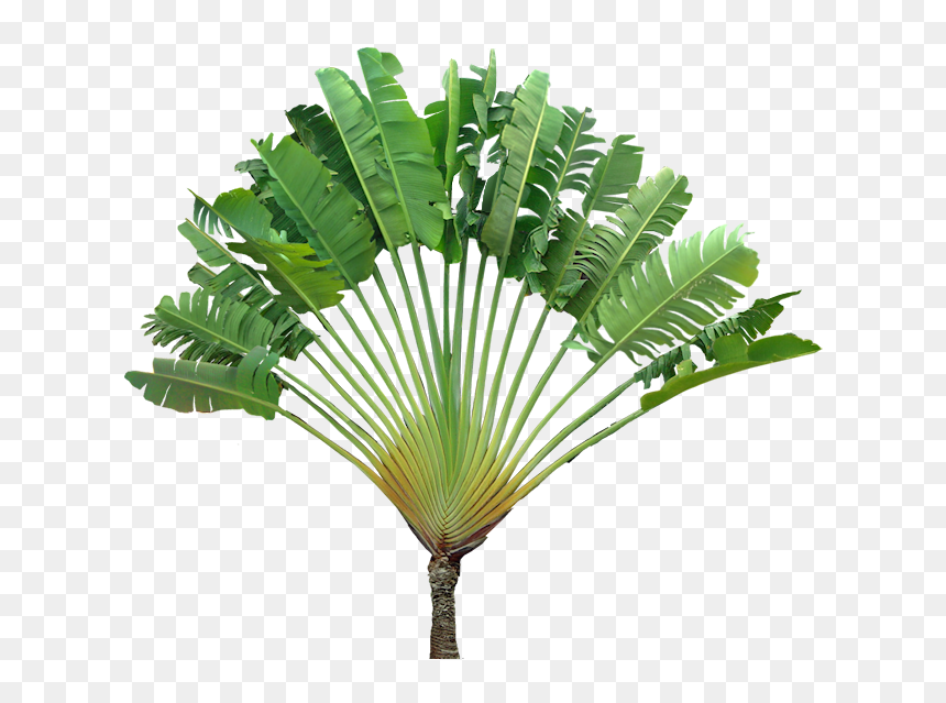 Ravenala Png, Transparent Png - tropical plants png