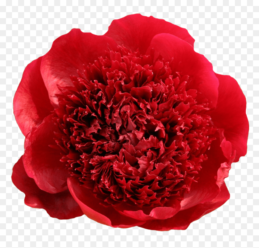 Peony, HD Png Download - peony png