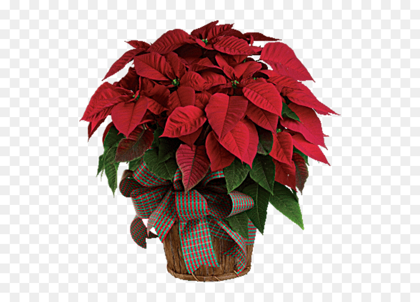 Classic Poinsettia - Poinsettia In A Pot, HD Png Download - poinsettia png