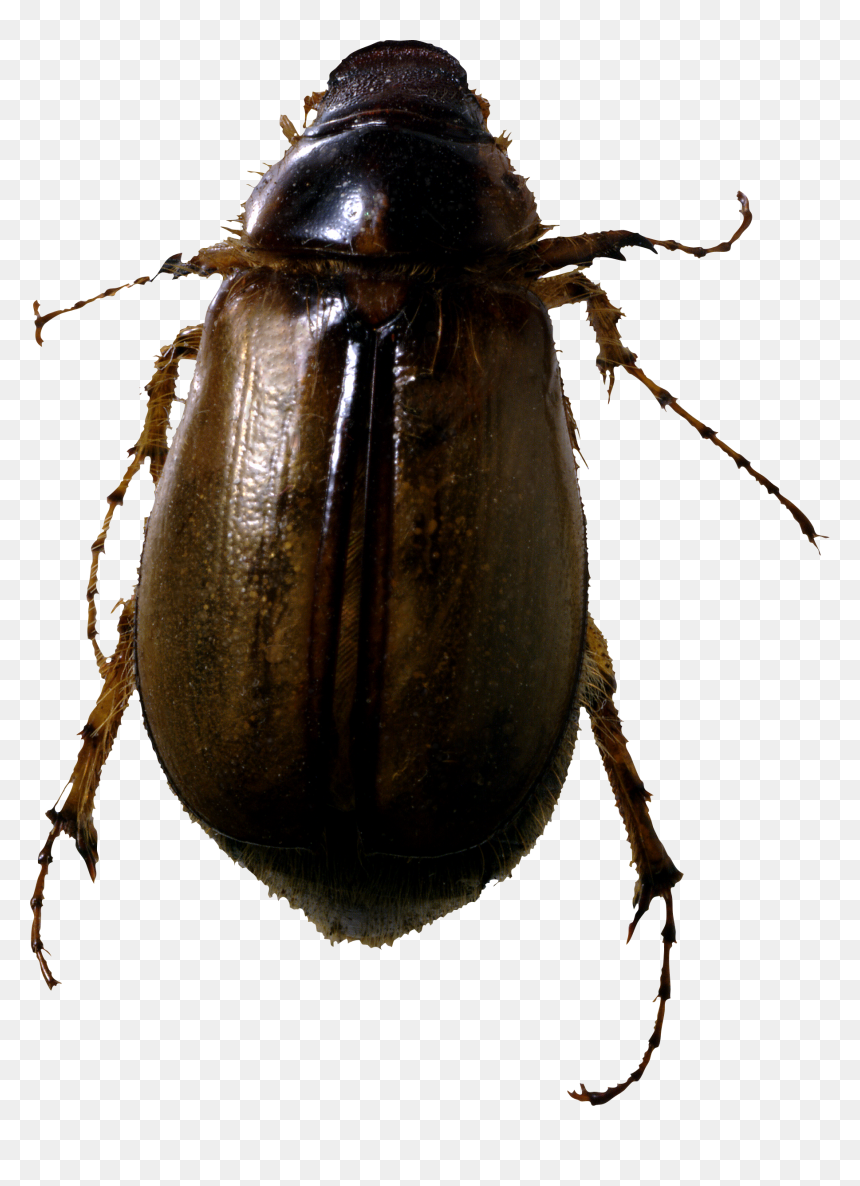 Roach Bug Png Image - Bug Png, Transparent Png - bug png