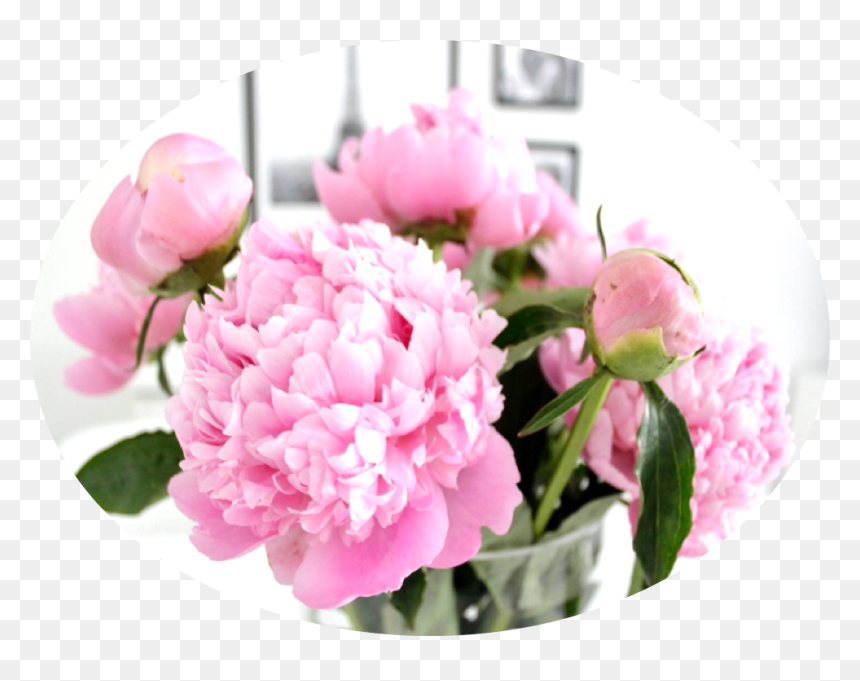 Go To Image - Common Peony, HD Png Download - peony png