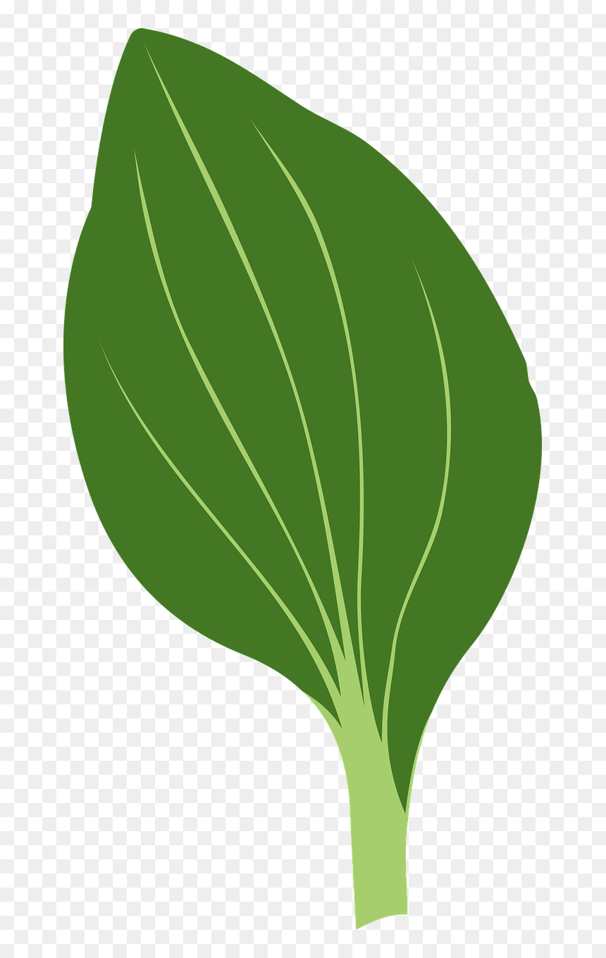 How To Draw A - Green Leaf Drawing, HD Png Download - leafs png