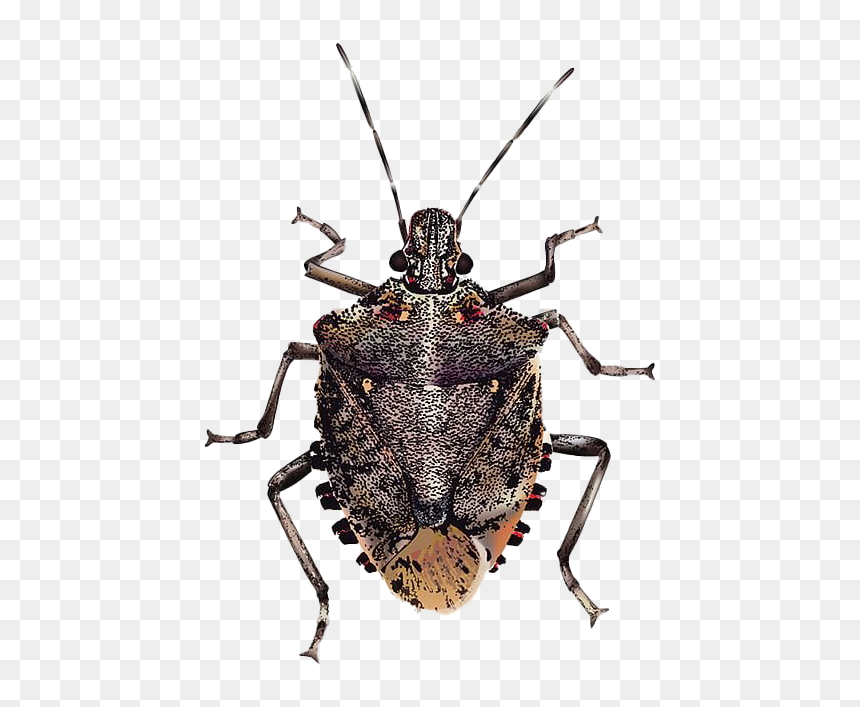 True Bug Insect Png Image - Brown Marmorated Stink Bug, Transparent Png - bug png