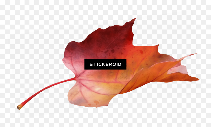 Maple Leaf Garland - Maple Leaf, HD Png Download - leafs png