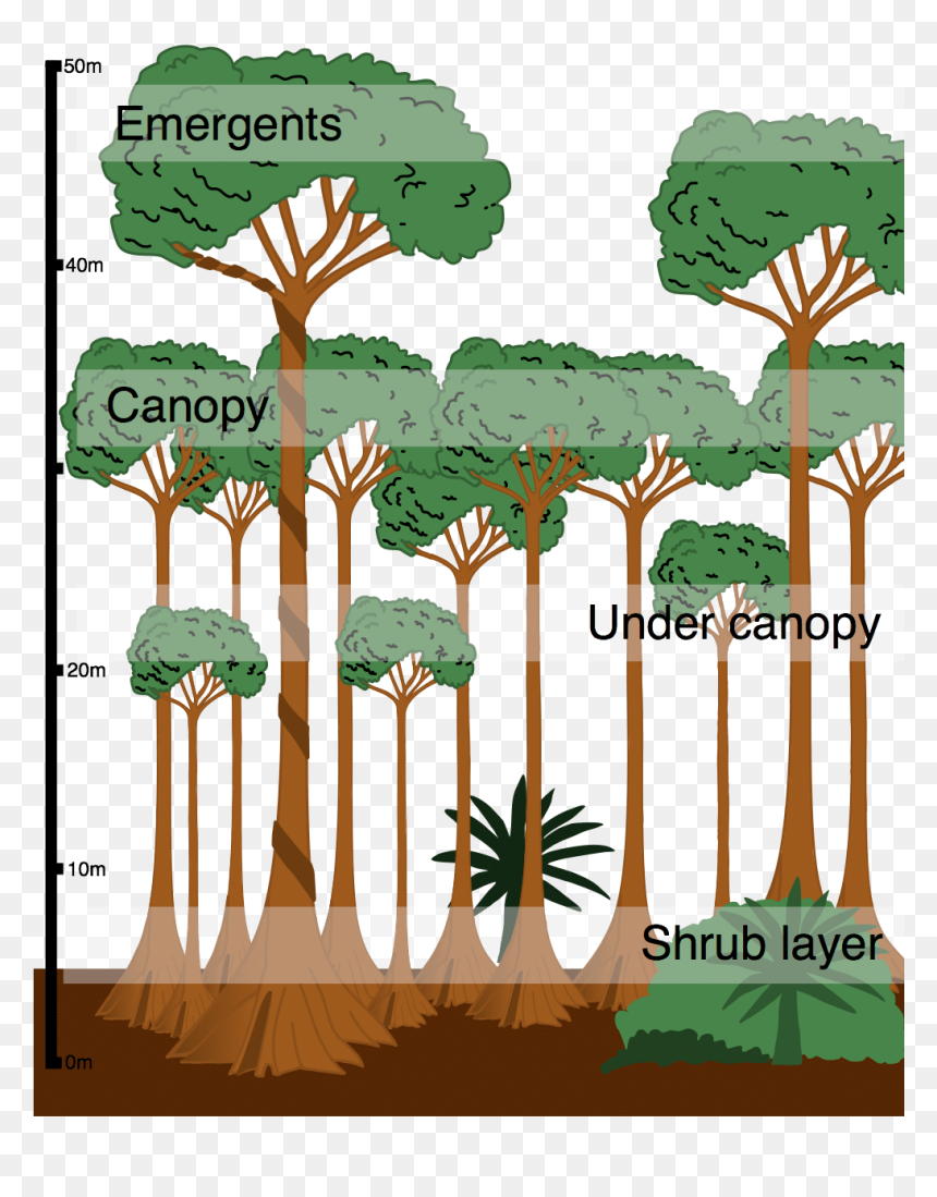 Layers Of A Rainforest Diagram, HD Png Download - tropical plants png