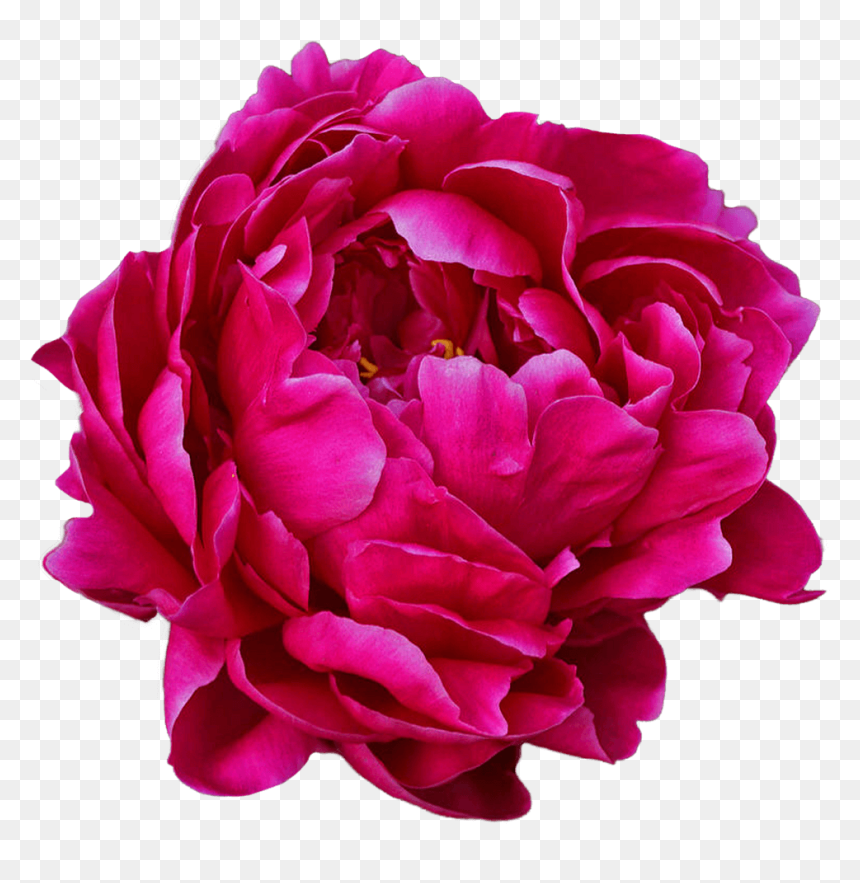 Peony, HD Png Download - peony png