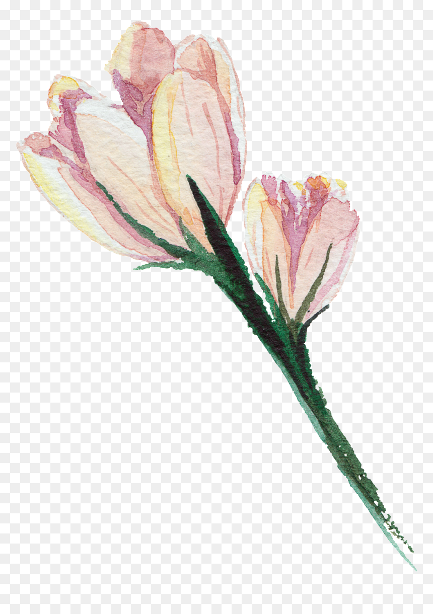Pink Hand Painted Watercolor Transparent Flower - Artificial Flower, HD Png Download - flower drawing png