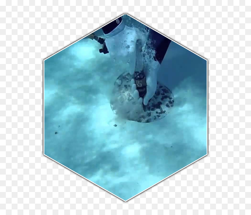 Underwater , Png Download - Shark Reef Aquarium At Mandalay Bay, Transparent Png - underwater png