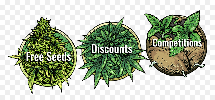 Spend €99 Get Your 14 Seed 420 Mega Bundle - 420 Mega Bundle Seedsman, HD Png Download - 420 png
