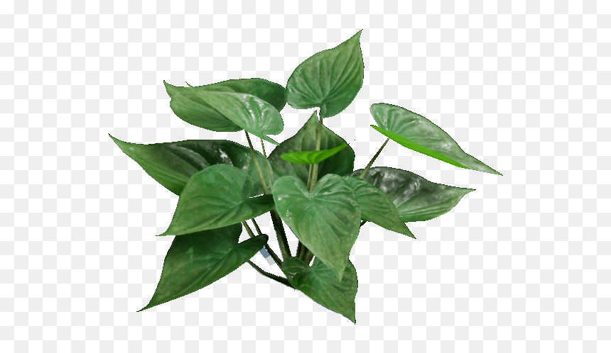 Leaves - Houseplant, HD Png Download - leafs png