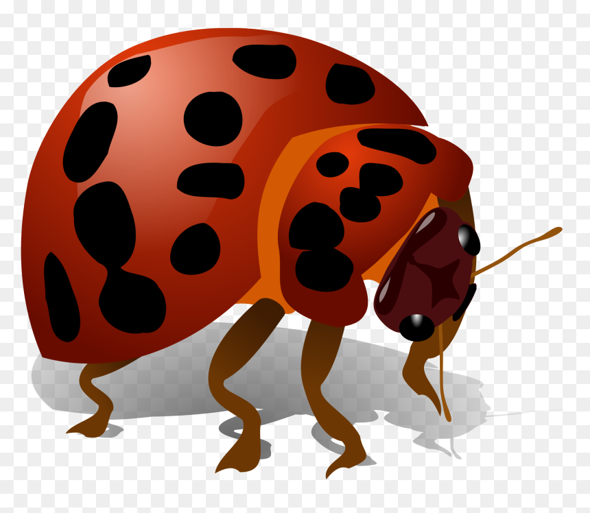 Download Beetle Bug Png - Bug Clip Art, Transparent Png - bug png