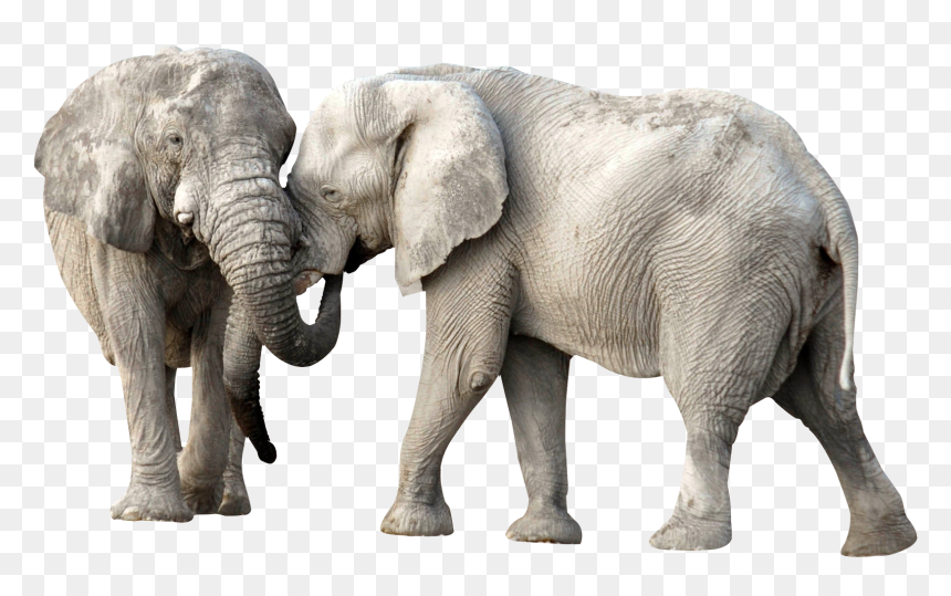 Elephant Fight Png - Elephants Png, Transparent Png - fight png
