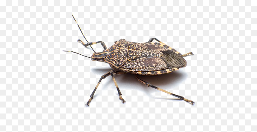 Stink Bug Png Free Download - Stink Bug Png, Transparent Png - bug png